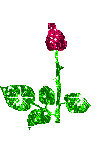 ma fleur fetiche